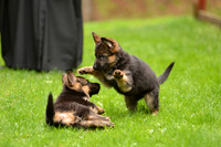 For the book "Bless the Dogs"