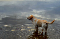 For the book "Bless the Dogs"
